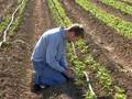 Green Careers: Sustainable Agriculture (clip)