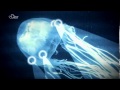 Discovery Channel Attack of the Giant Jellyfish